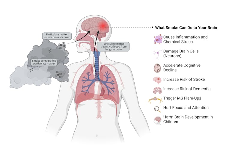 An anatomical illustration shows how wildfire smoke enters the body and reaches the brain. Arrows indicate two pathways: fine particulate matter travels from the lungs through the bloodstream to the brain, and also directly enters the brain via the nose.